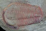 Pair Of Ordovician Euloma Trilobites - Zagora, Morocco #58930-2
